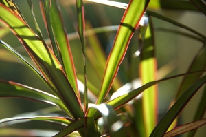 window-plant-971800_1280